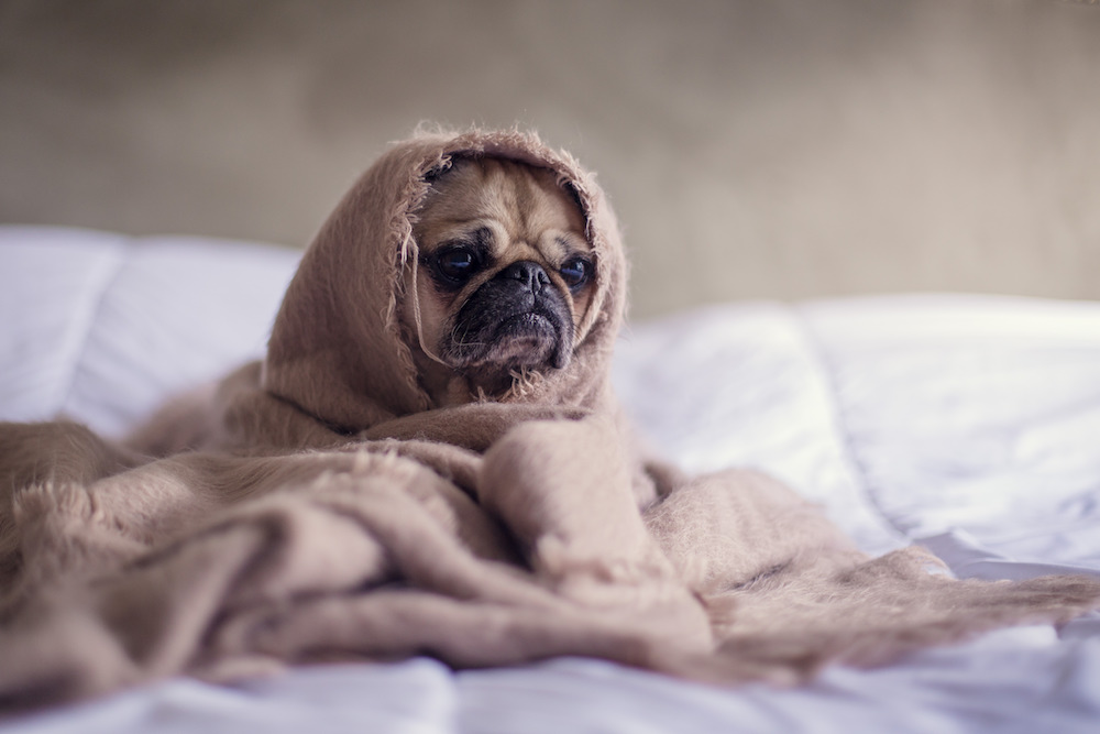 Mops Bilder – süße und witzige Mops Fotos
