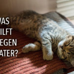 Was hilft gegen Kater?